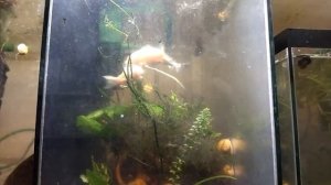 Наши питомцы. Коридорасы крапчатые