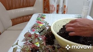 Комнатные цветы. Пересадка деток декоративно-лиственных бегонии.