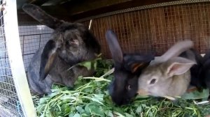 Кролики на даче. часть 3. Май 2016г. чем кормить кроликов Челышев студия рыбалки