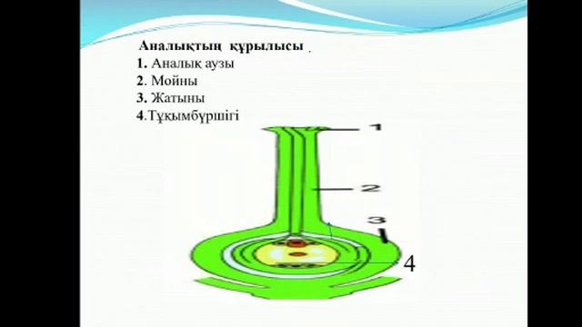 Сабақтың тақырыбы:"Гүл құрылысы. Тозаңдану түрлері. Гүлдеу және тозаңдану" смотреть онлайн