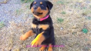 Щенок ротвейлера 2 месяца