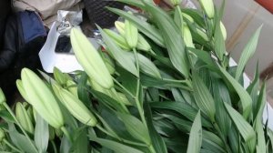 Срезаем лилию. 2-ой урожай за сезон