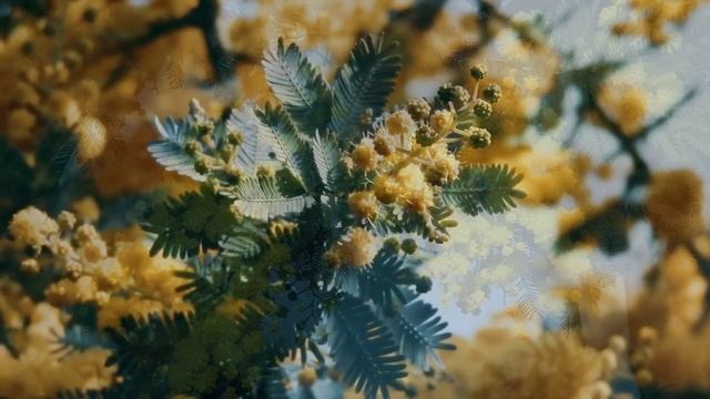 "Гроздья мимозы - роскошь янтарная" Оксана Васильева. Читает Ярамат.