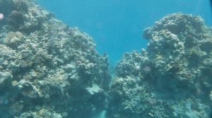 Дайвинг в Египте. ХУРГАДА 2019. Гигантская МУРЕНА!!!!