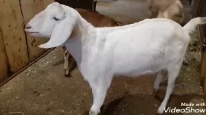 Нубийские козы Юня, Руна и нубийский козел Тамир. ПРОДАЮТСЯ.