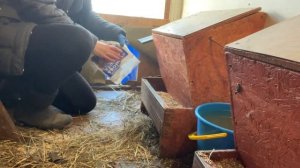 Секретная деталь в гнезде для кур //Про подстилку в курятнике // Чем кормлю кур несушек