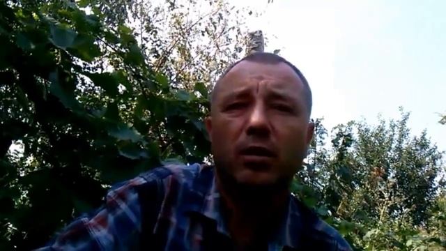 Как выбрать цыплят, курочек. На что нужно обратить внимание при покупке цыплят, молодняка, кур!
