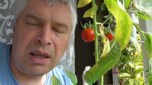 Красные помидоры на подоконнике 16 августа 2018 год, видео второе про томаты