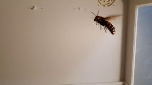 giant hornet sound