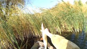 ЛОВЛЯ ОКУНЯ И ЩУКИ НА ВЕРТУШКУ