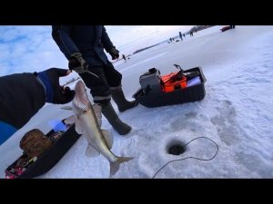 ПО 10 ШТУК С ЛУНКИ! ЖОР СУДАКА НА ВИБЫ! ЗИМНЯЯ РЫБАЛКА СО ЛЬДА