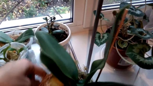 октябрь 2017 Моя коллекция орхидей смотреть онлайн