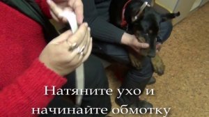 Обмотка ушей. Доберман