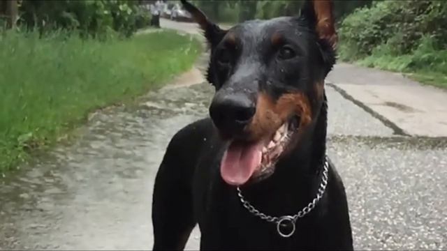 Doberman Pinscher : 10 Most Common Questions смотреть онлайн
