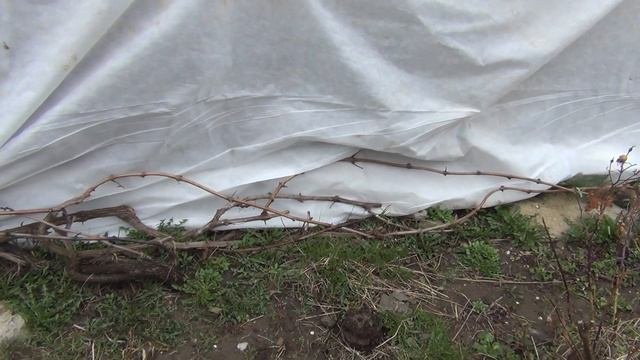 Когда винограду нужны весенние укрытия