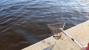 Ловля леща на неве.