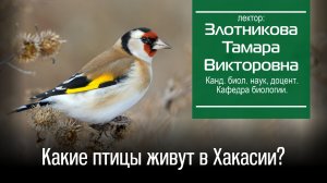 Какие птицы живут в Хакасии?