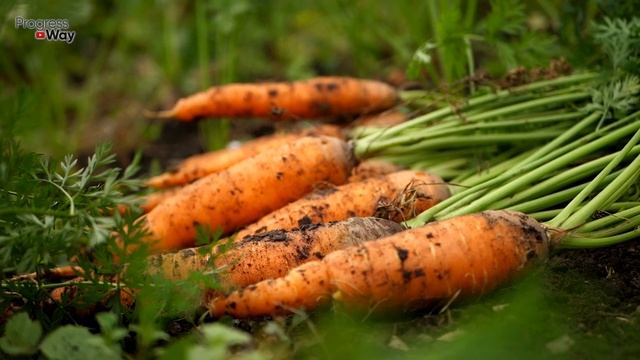 Морковь Сочная и Сладкая В Июле Кормлю Её Этим! смотреть онлайн