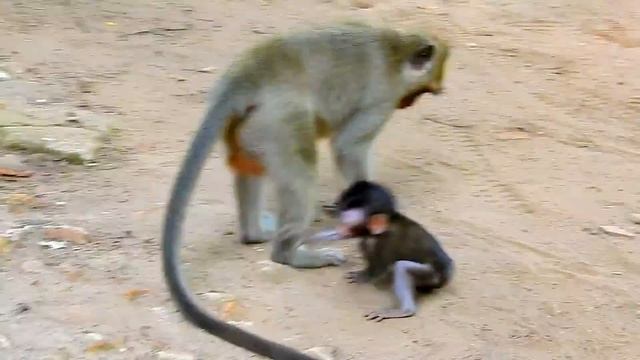 Die Die!!! Baby Daniela need urgently Rescues from Stupid Dee Dee смотреть онлайн