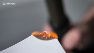 Применение и тестирование электрошокера «Мальвина-250-А»