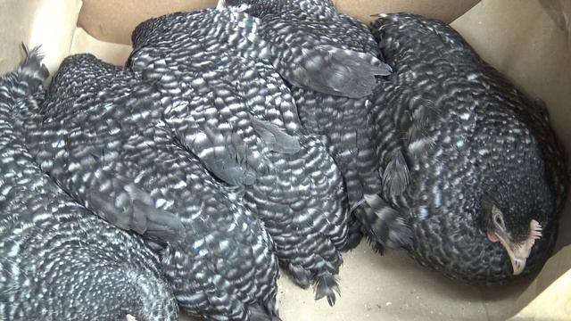 Кросс Доминант крапчатый Д 959 Плюсы и минусы кроссов и пород смотреть онлайн