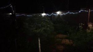 Виды бонсай на участке и вечерняя подсветка