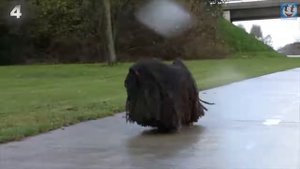 6 ПОРОД СОБАК ИМЕЮЩИХ САМУЮ СТРАННУЮ ВНЕШНОСТЬ