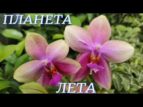 №724/ СВЕЖАЯ поставка ОРХИДЕЙ в ПЛАНЕТА ЛЕТА . Красивые КАКТУСЫ