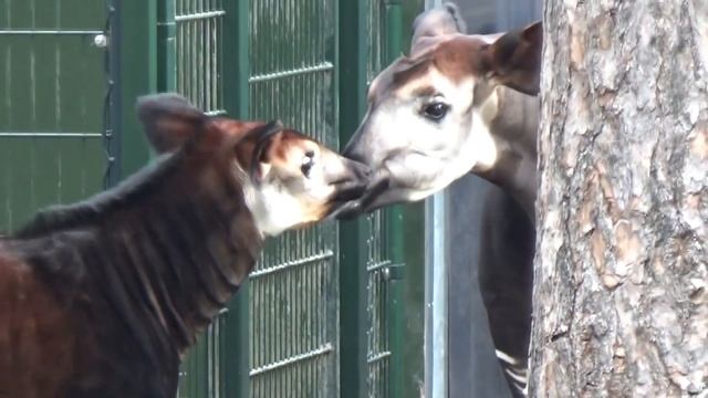 Okapi Facts: a Giraffes ONLY Living Relative ? Animal Fact Files