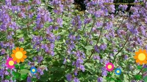 Котовник фассена Блю Вондер. Краткий обзор, описание характеристик nepeta faassenii Blue Wonder