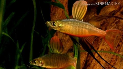 ИРИАТЕРИНА ВЕРНЕРА(ОБЗОР)