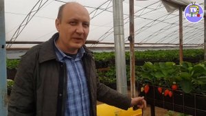 ПЕРВЫЙ СБОР ЗЕМЛЯНИКИ (КЛУБНИКИ) в теплице у Александра (23-04-2018)