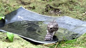 Ястреб  Перепелятник хищная птица Accipiter nisus Водопой для птиц своими руками