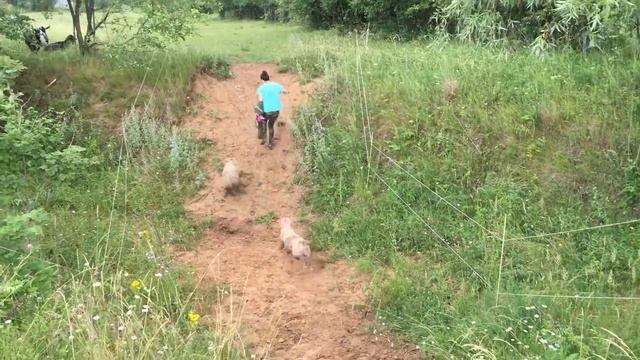 ЖЕНА У РУЛЯ... СЕНО НЕ КОСИЛИ, А ОНО ПОЯВИЛОСЬ смотреть онлайн