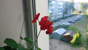 Герань на окне / цветок герань / герань розовая / герань красная / #герань #цветы #цветок