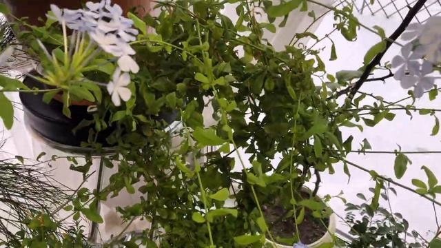 МОИ ЦВЕТУЩИЕ РАСТЕНИЯ 8 МАРТА смотреть онлайн