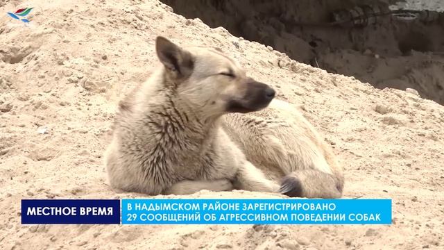 СЛУЧАИ НАПАДЕНИЙ БЕЗНАДЗОРНЫХ СОБАК ФИКСИРУЮТСЯ ВО МНОГИХ РЕГИОНАХ СТРАНЫ