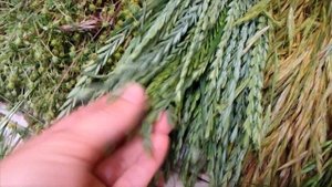 ОГРОМНАЯ ЗАГОТОВКА ЗЕЛЕНИ ДЛЯ ПОПУГАЯ или как все пошло не по плану... Трава для попугая.