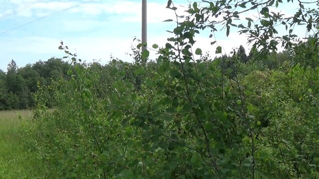 По грибы 14 июля 2017г/ пошли белые/ 1 часть смотреть онлайн