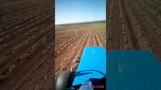 Культивация подсолнечника.