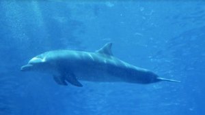 ? Дельфинотерапия БЕЗ МУЗЫКИ! Dolphin sounds ?