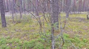 Изделия из можжевельника.