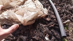 Элитные семена баклажан своими руками. Вырастет с них что-то или нет?