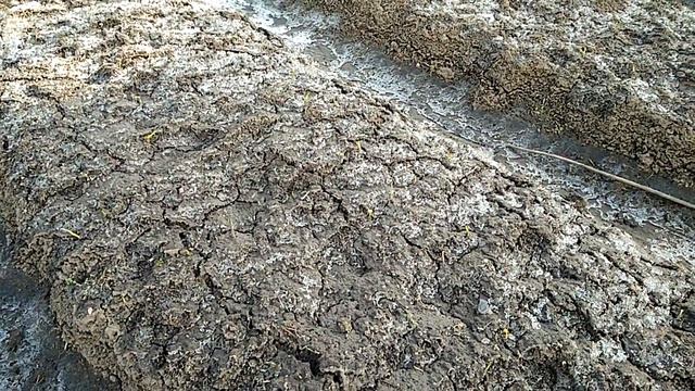 Лук , чеснок по весне 15.03.2020 смотреть онлайн