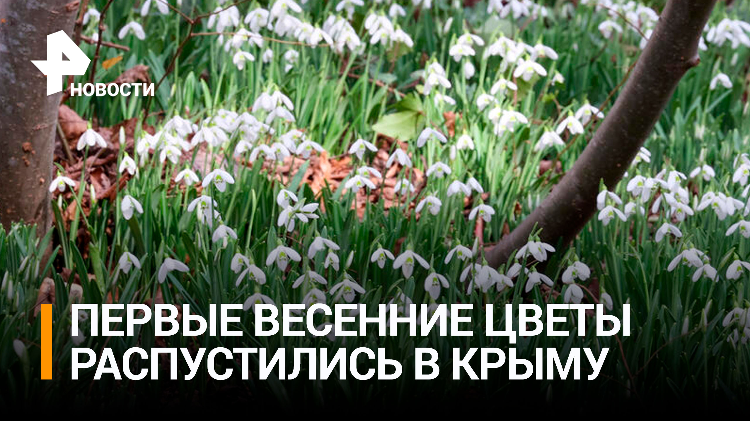 Подснежники и крокусы распустились в Крыму / РЕН Новости