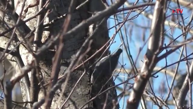 Популярная орнитология: поползень смотреть онлайн