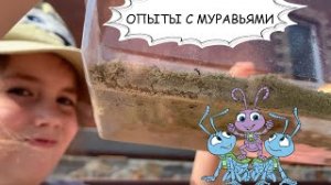 Муравьиная ферма своими руками + эксперименты