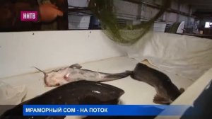 Впервые в регионе появился клариевый сом, или же мраморный