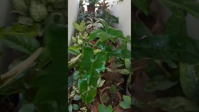 Philodendron Dragon