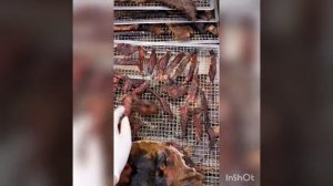 Лакомства для собак дома.  Нос говяжий и рубец.